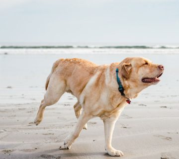 P10 360x320